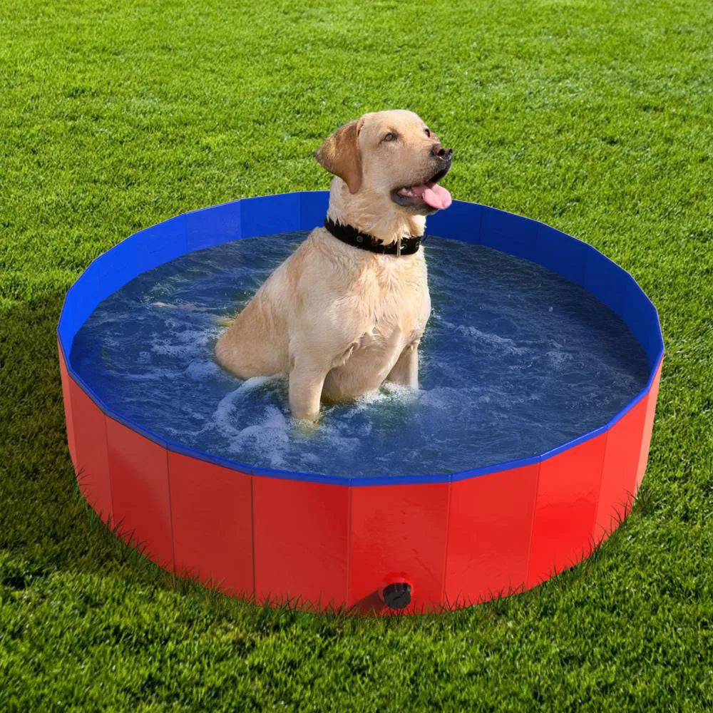 PoochPlunge  Oasis