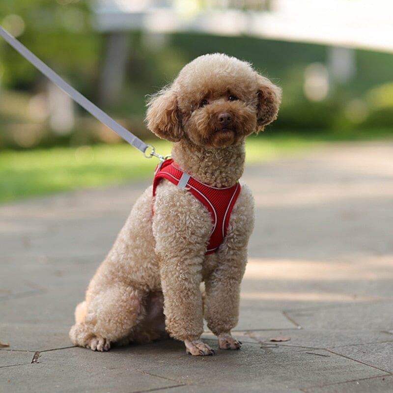 Adjustable Puppy Cat Harness Vest Walking Lead Leash 0 My Store