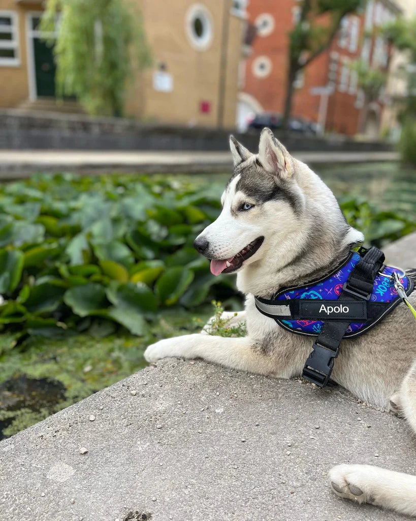 Personalised No Pull Dog Harness 0 Barking Bears