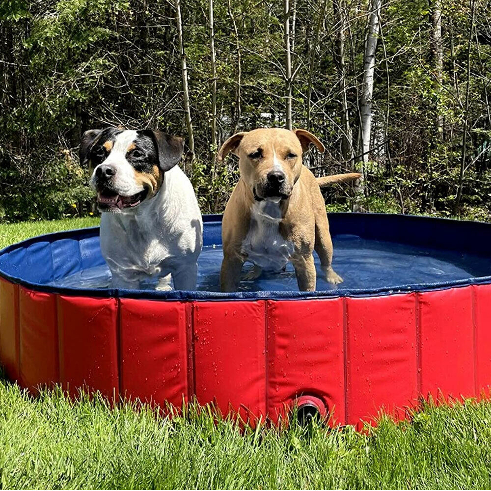 PoochPlunge  Oasis
